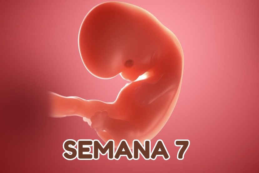 embrion semana 7 de embarazo
