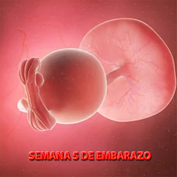 Semana 5 de embarazo